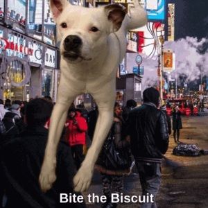 Bite the Biscuit